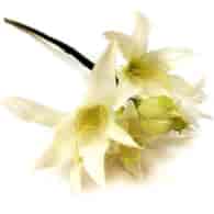 WAR-NERINE 50CM RM0916