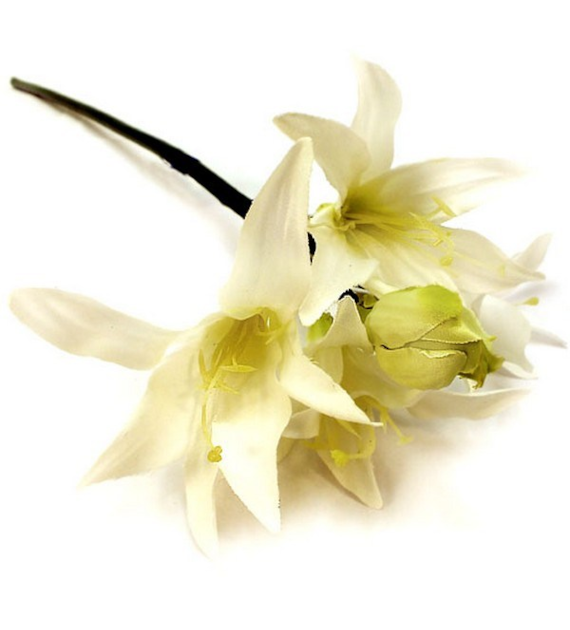 WAR-NERINE 50CM RM0916