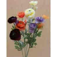 M90007 RANCULUS