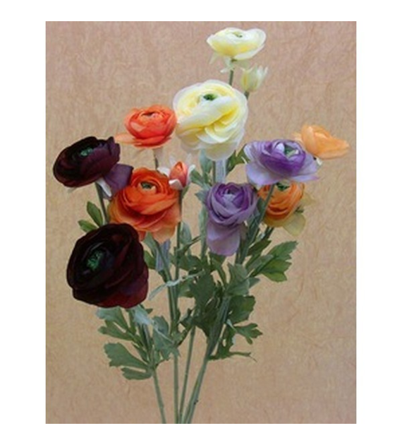 M90007 RANCULUS